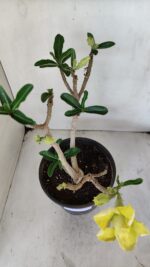 Planta Dobrada 3232 – 40cm – 03 anos - Imagem 7