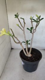 Planta Dobrada 3232 – 40cm – 03 anos - Imagem 5