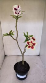 Planta Dobrada 3234 – 40cm – 03 anos - Imagem 8