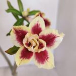 Planta Dobrada 3234 – 40cm – 03 anos