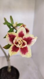 Planta Dobrada 3234 – 40cm – 03 anos