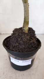 Planta Dobrada 3234 – 40cm – 03 anos - Imagem 6