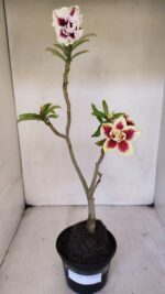 Planta Dobrada 3234 – 40cm – 03 anos - Imagem 2