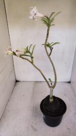 Planta Dobrada 3234 – 40cm – 03 anos - Imagem 5
