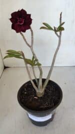 Planta Dobrada 3235 – 30cm – 03 anos - Imagem 2