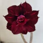 Planta Dobrada 3235 – 30cm – 03 anos