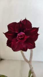 Planta Dobrada 3235 – 30cm – 03 anos