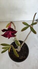 Planta Dobrada 3235 – 30cm – 03 anos - Imagem 4