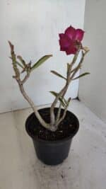 Planta Dobrada 3235 – 30cm – 03 anos - Imagem 5