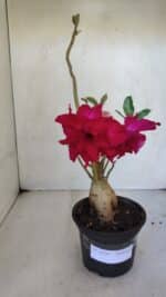 Planta Dobrada 3236 – 35cm – 03 anos - Imagem 2