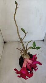 Planta Dobrada 3236 – 35cm – 03 anos - Imagem 5