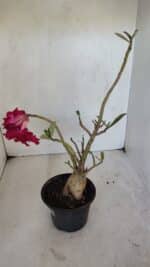 Planta Dobrada 3236 – 35cm – 03 anos - Imagem 4