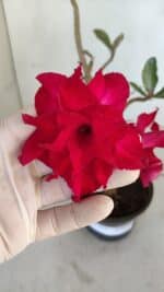 Planta Dobrada 3236 – 35cm – 03 anos