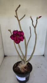 Planta Dobrada 3237 – 35cm – 03 anos - Imagem 2