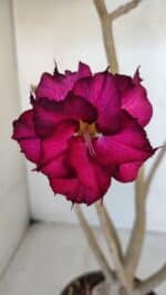 Planta Dobrada 3237 – 35cm – 03 anos