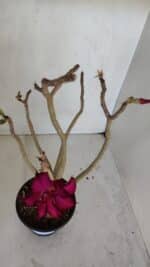 Planta Dobrada 3237 – 35cm – 03 anos - Imagem 4