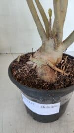 Planta Dobrada 3237 – 35cm – 03 anos - Imagem 6