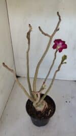 Planta Dobrada 3237 – 35cm – 03 anos - Imagem 5