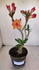 Planta Dobrada 3238 – 30cm – 03 anos - Imagem 2