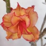 Planta Dobrada 3238 – 30cm – 03 anos