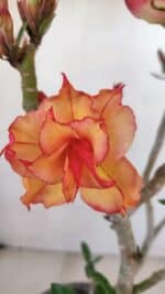 Planta Dobrada 3238 – 30cm – 03 anos