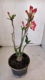 Planta Dobrada 3238 – 30cm – 03 anos - Imagem 5