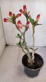 Planta Dobrada 3238 – 30cm – 03 anos - Imagem 4