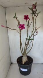 Planta Dobrada 3239 – 50cm – 04 anos - Imagem 2