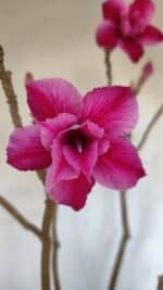 Planta Dobrada 3239 – 50cm – 04 anos - Imagem 4