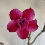 Planta Dobrada 3239 – 50cm – 04 anos