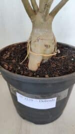 Planta Dobrada 3239 – 50cm – 04 anos - Imagem 9