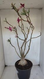 Planta Dobrada 3239 – 50cm – 04 anos - Imagem 8