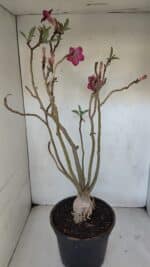 Planta Dobrada 3239 – 50cm – 04 anos - Imagem 7