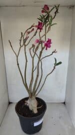 Planta Dobrada 3239 – 50cm – 04 anos - Imagem 6