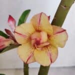 Planta Dobrada 3240 – 35cm – 03 anos