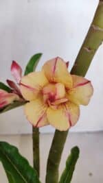 Planta Dobrada 3240 – 35cm – 03 anos