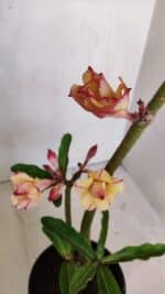 Planta Dobrada 3240 – 35cm – 03 anos - Imagem 4