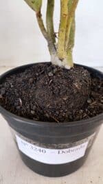 Planta Dobrada 3240 – 35cm – 03 anos - Imagem 7