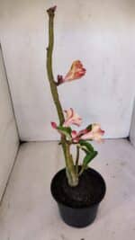 Planta Dobrada 3240 – 35cm – 03 anos - Imagem 6