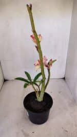 Planta Dobrada 3240 – 35cm – 03 anos - Imagem 5