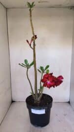 Planta Dobrada 3241 – 50cm – 04 anos - Imagem 2