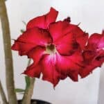 Planta Dobrada 3241 – 50cm – 04 anos