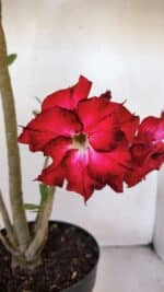 Planta Dobrada 3241 – 50cm – 04 anos