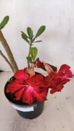 Planta Dobrada 3241 – 50cm – 04 anos - Imagem 4