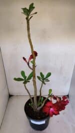 Planta Dobrada 3241 – 50cm – 04 anos - Imagem 8