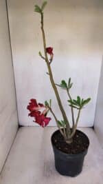 Planta Dobrada 3241 – 50cm – 04 anos - Imagem 6