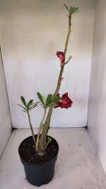 Planta Dobrada 3241 – 50cm – 04 anos - Imagem 5