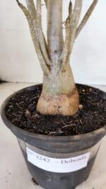 Planta Dobrada 3242 – 35cm – 03 anos - Imagem 7