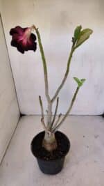 Planta Dobrada 3242 – 35cm – 03 anos - Imagem 6