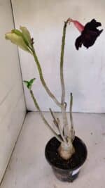 Planta Dobrada 3242 – 35cm – 03 anos - Imagem 5